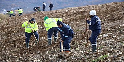 Kocaelide 4 bin ağaç toprakla buluşturuluyor