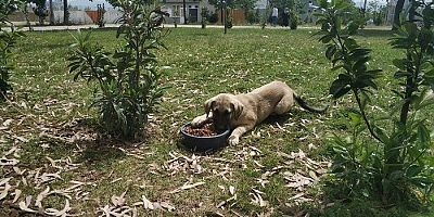 Körfezde Sokak Hayvanlarına Mama ve Su Desteği	