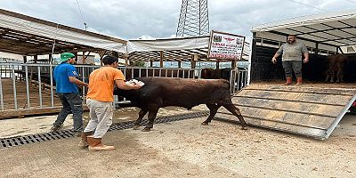 Kurbanlıklar İzmit Modern Hayvan Pazarına gelmeye başladı