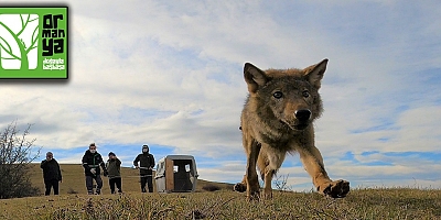 Ormanya’da tedavi edilen kurt doğaya salındı