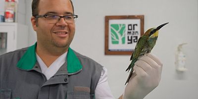 Ormanyada yaralı halde getirilen arı kuşuna ilk müdahalesi yapıldı