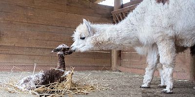 Ormanyanın yeni gözdesi yavru Alpaka