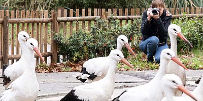 Rusyadan Ormanyaya düşkün leylekler için geldi