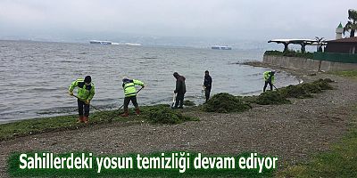 Sahillerdeki yosun temizliği devam ediyor