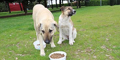 Sokak hayvanlarına 81 ton mama