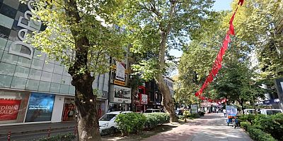 Tarihi çınarlara bakım