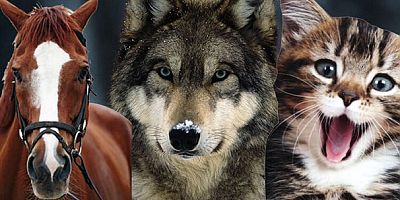 Türkiye'nin sembol hayvanı belli oldu