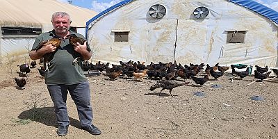 Üreticilere yüzde 50 hibeli 16 bin tavuk dağıtıldı