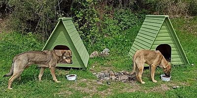 Vicdansızlar Bunu da Yaptı