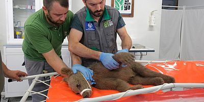 Yavru boz ayı Tuti doğaya salındı