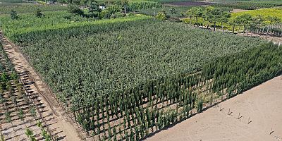 Yetiştirilen 10 bin fidan ile Kocaeli daha da yeşil