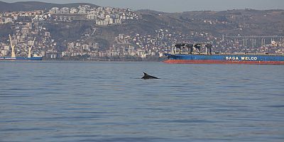 Yunuslar, Başiskele Sahili’nde görsel şölen sundu