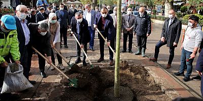 Yürüyüş yolunda 22 Çınar toprakla buluştu