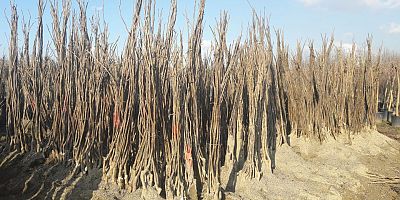 Yüzde 50 hibeli fidan desteği başvuruları başladı