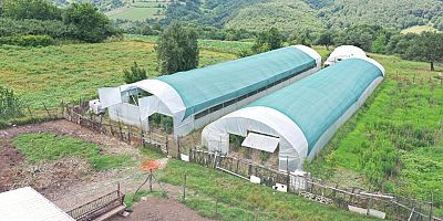 Yüzde 50 hibeli seralarda yüzler gülüyor